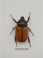 藏品(金龜科(一)外國)的圖片